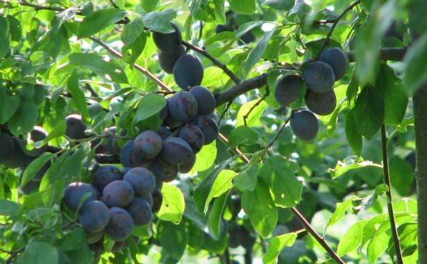 cotidianul agricol, prune