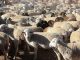 cotidianul_agricol, export_de_ovine