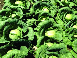 cotidianul_agricol
