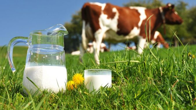 lapte-vaci, cotidianul_agricol